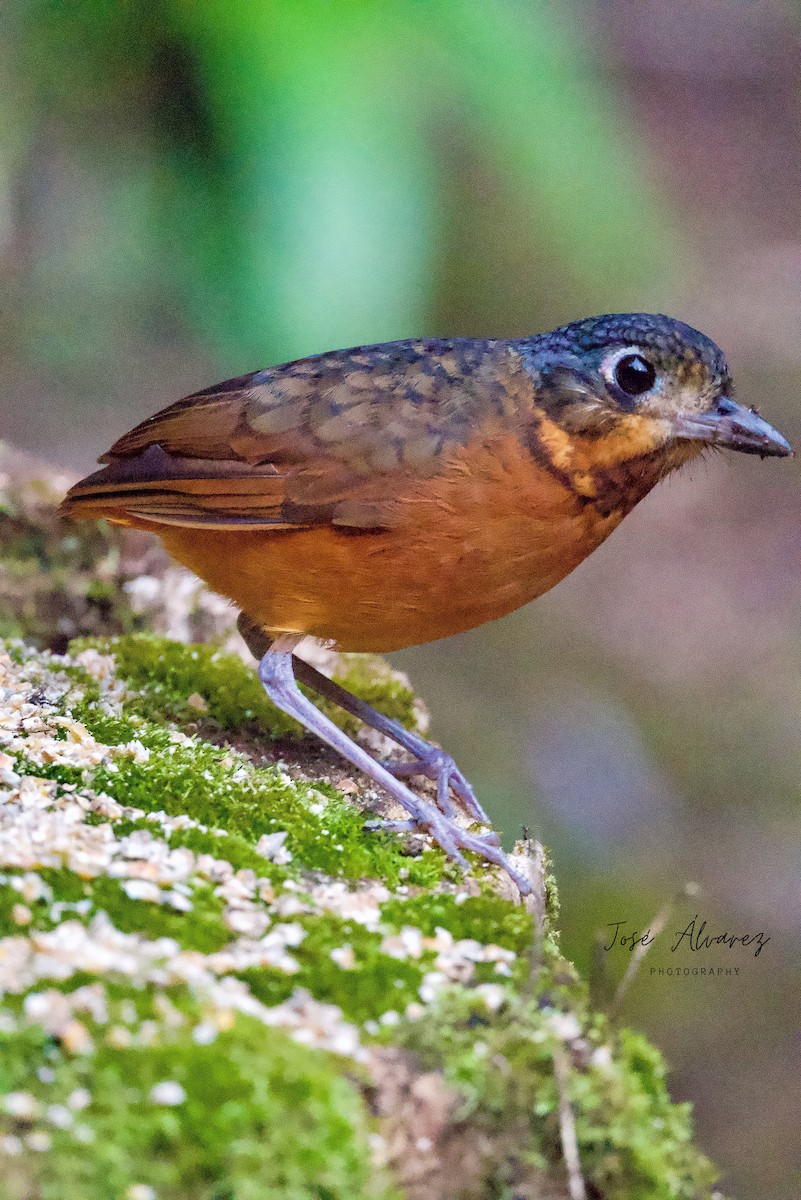 Scaled Antpitta - ML639688493