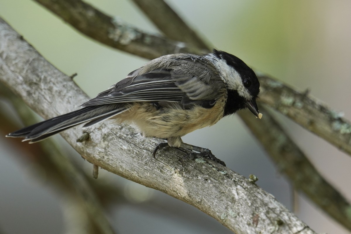 Black-capped Chickadee - ML639688502