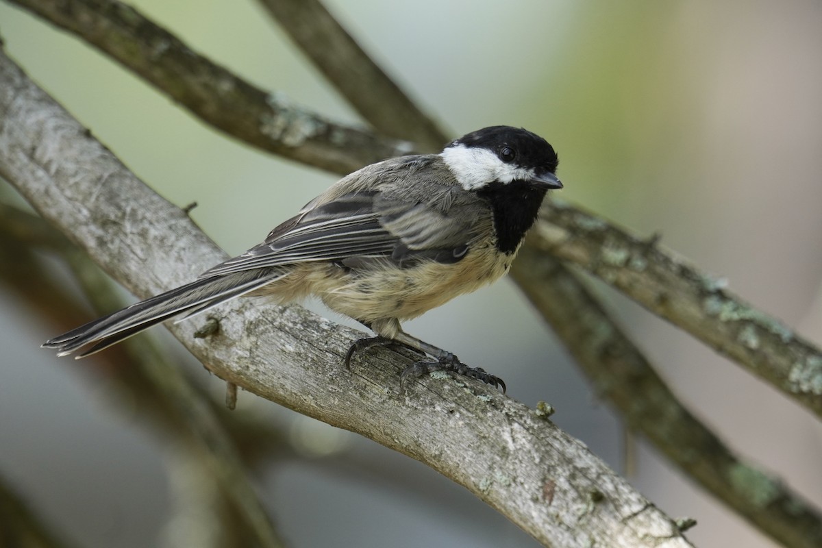 Black-capped Chickadee - ML639688518