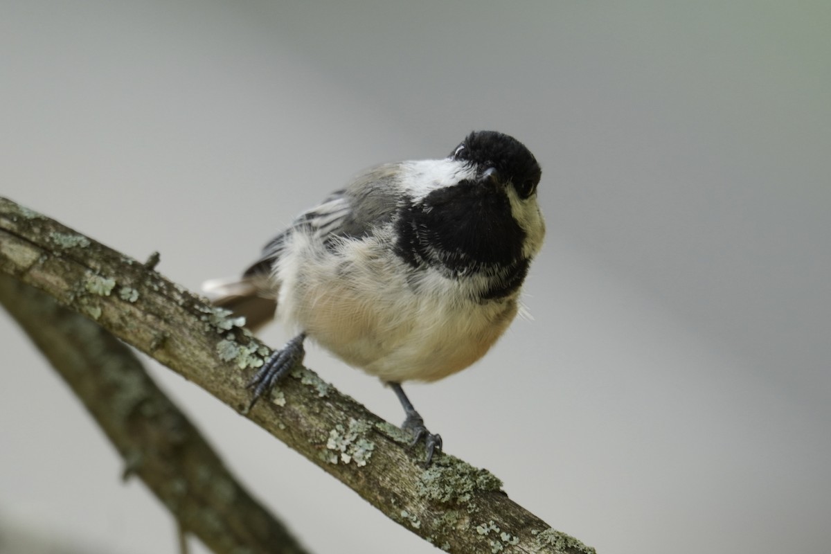 Black-capped Chickadee - ML639688542
