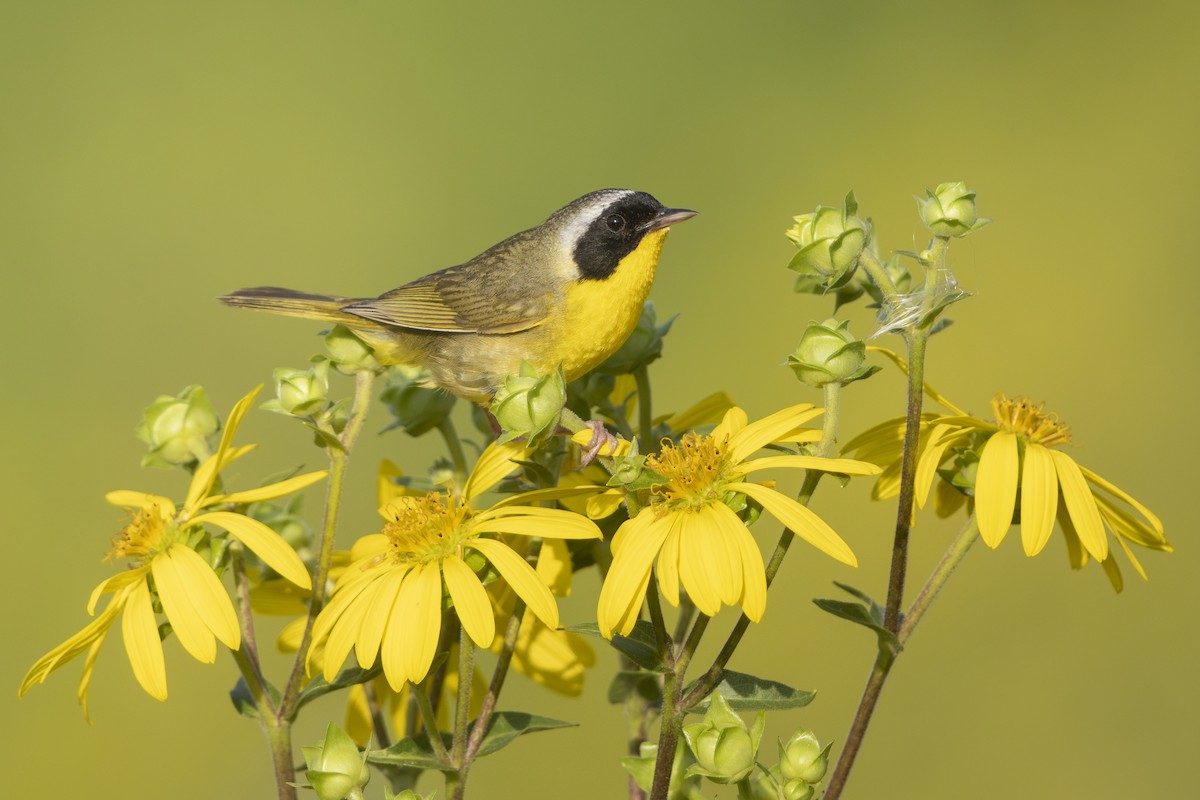 Common Yellowthroat - ML639688543