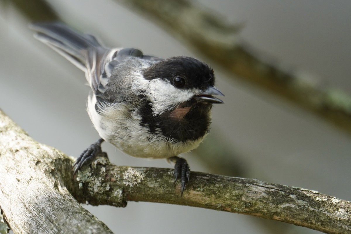 Black-capped Chickadee - ML639688559