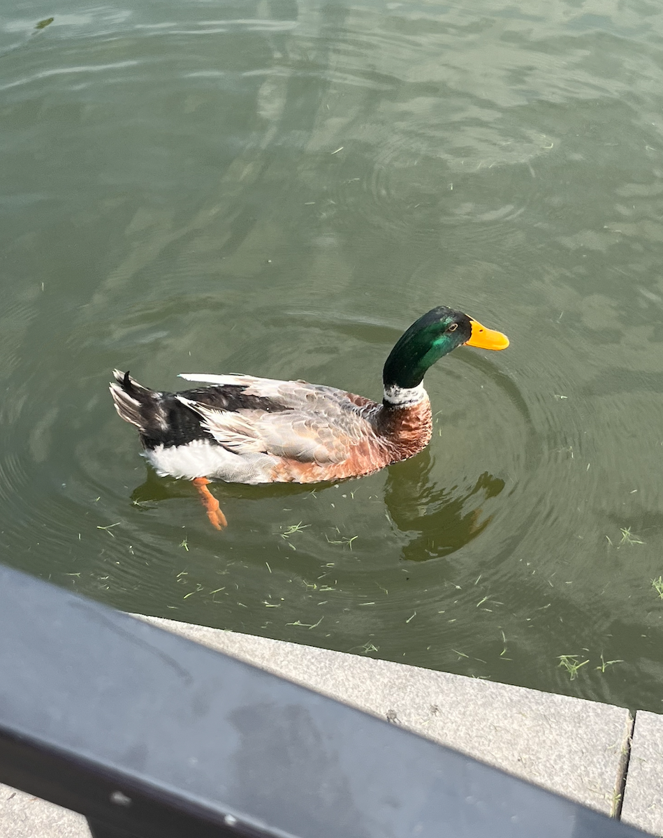 Тэжээмэл нугас - ML639688562