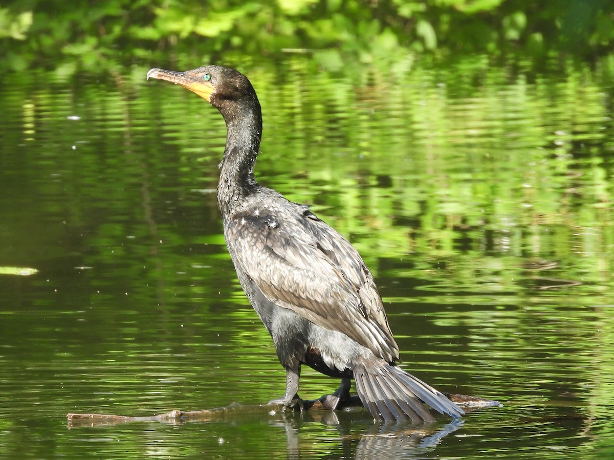 Double-crested Cormorant - ML639688564