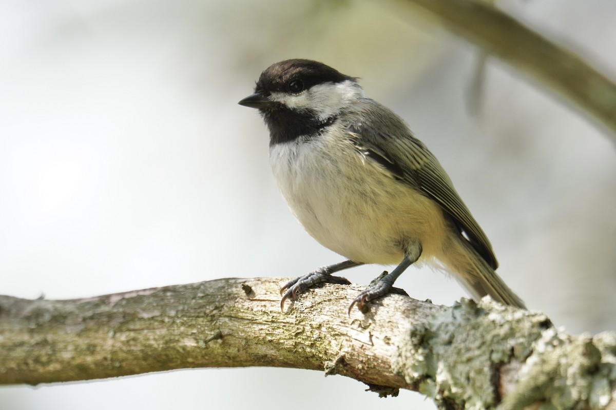 Black-capped Chickadee - ML639688566