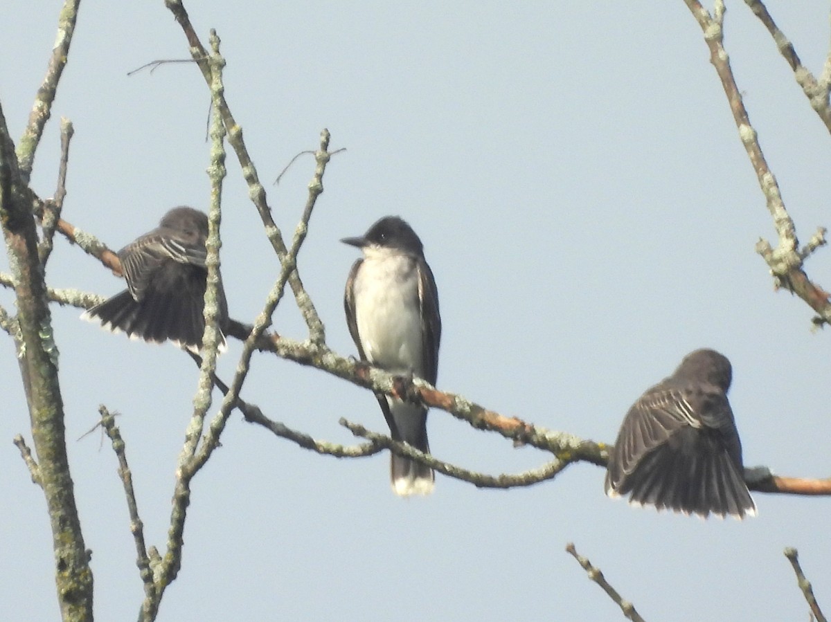 Eastern Kingbird - ML639688594