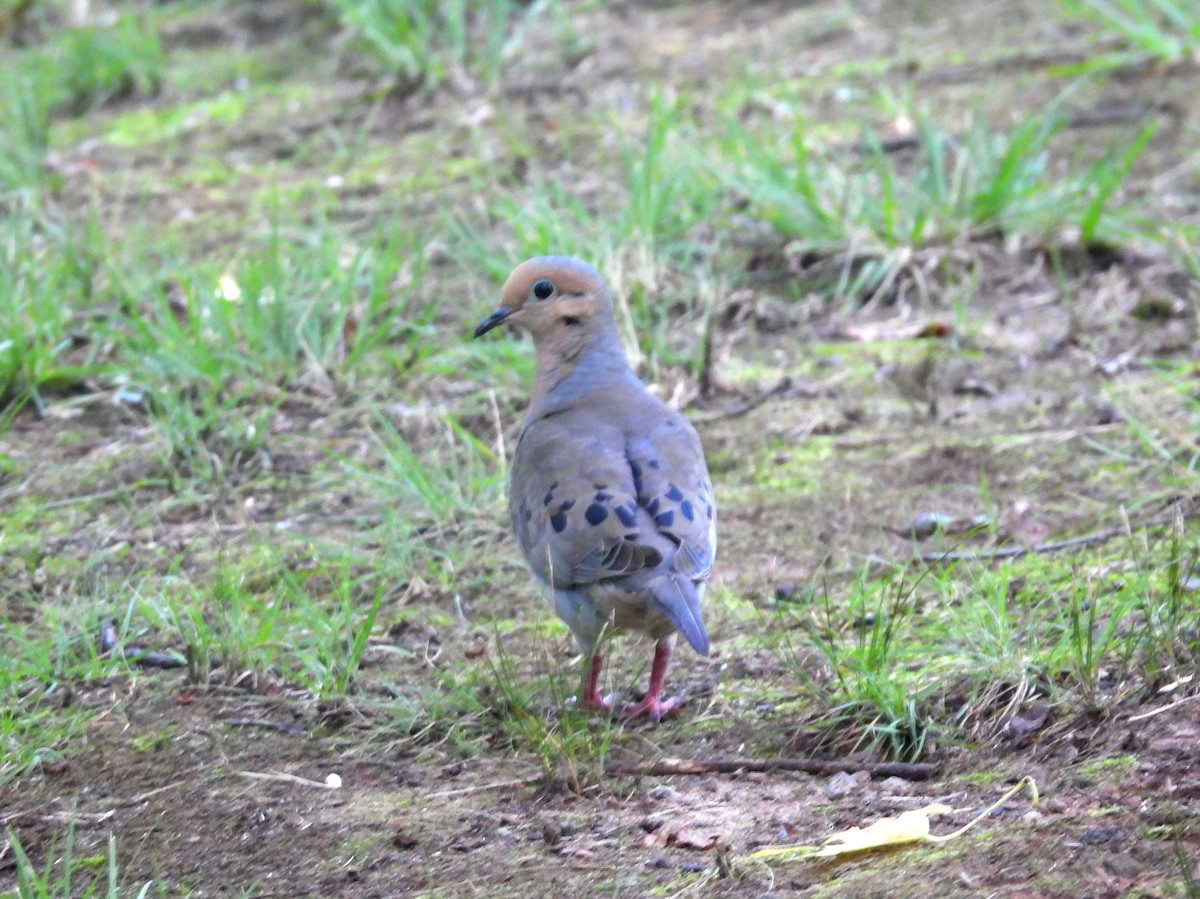 Mourning Dove - ML639688616