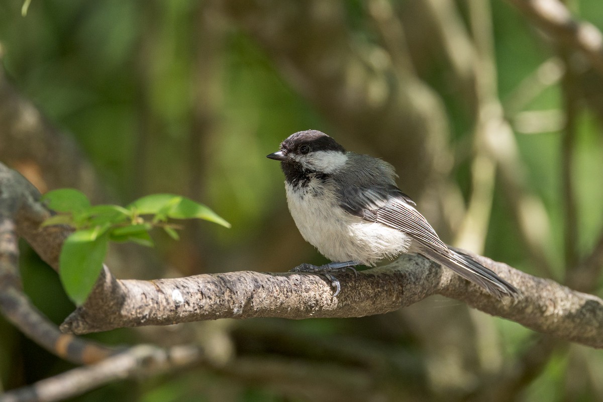 Black-capped Chickadee - ML639688621