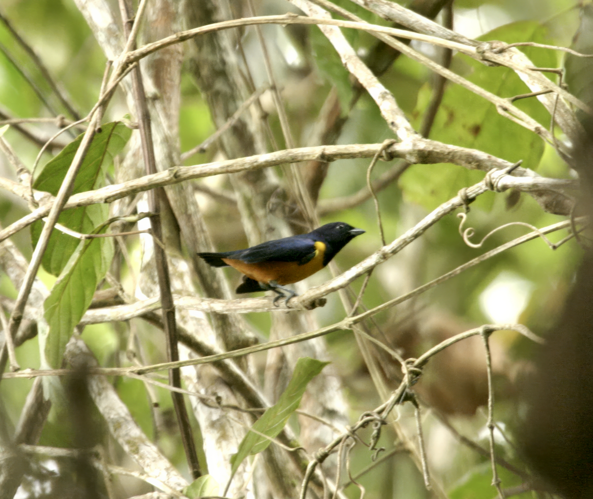 Rufous-bellied Euphonia - ML639688670