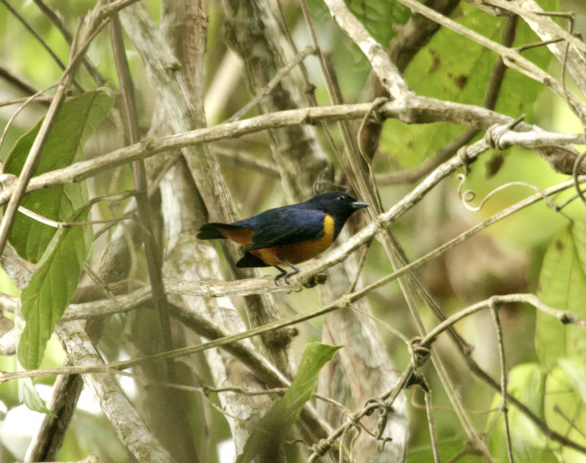 Rufous-bellied Euphonia - ML639688671