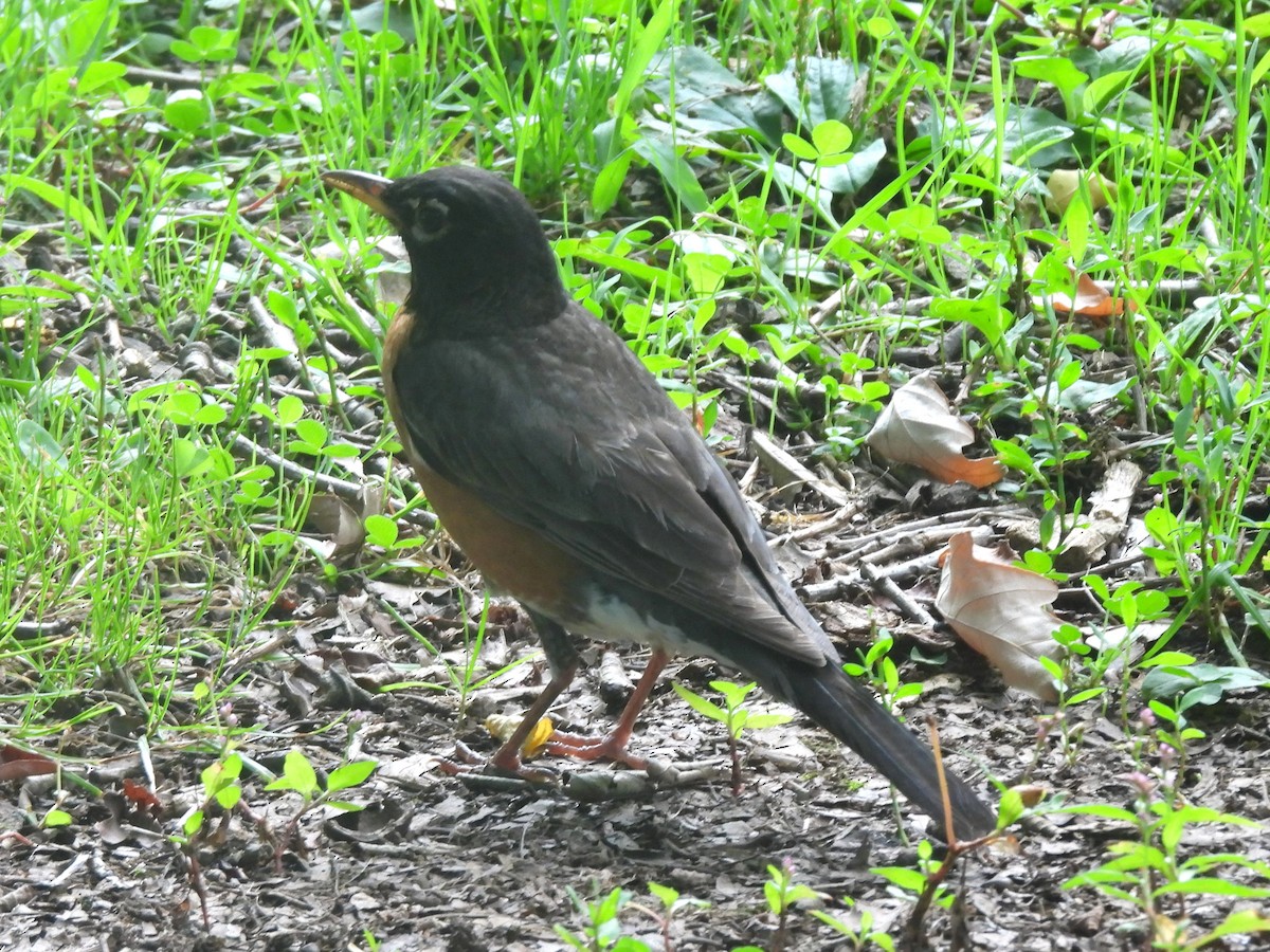 American Robin - ML639688674