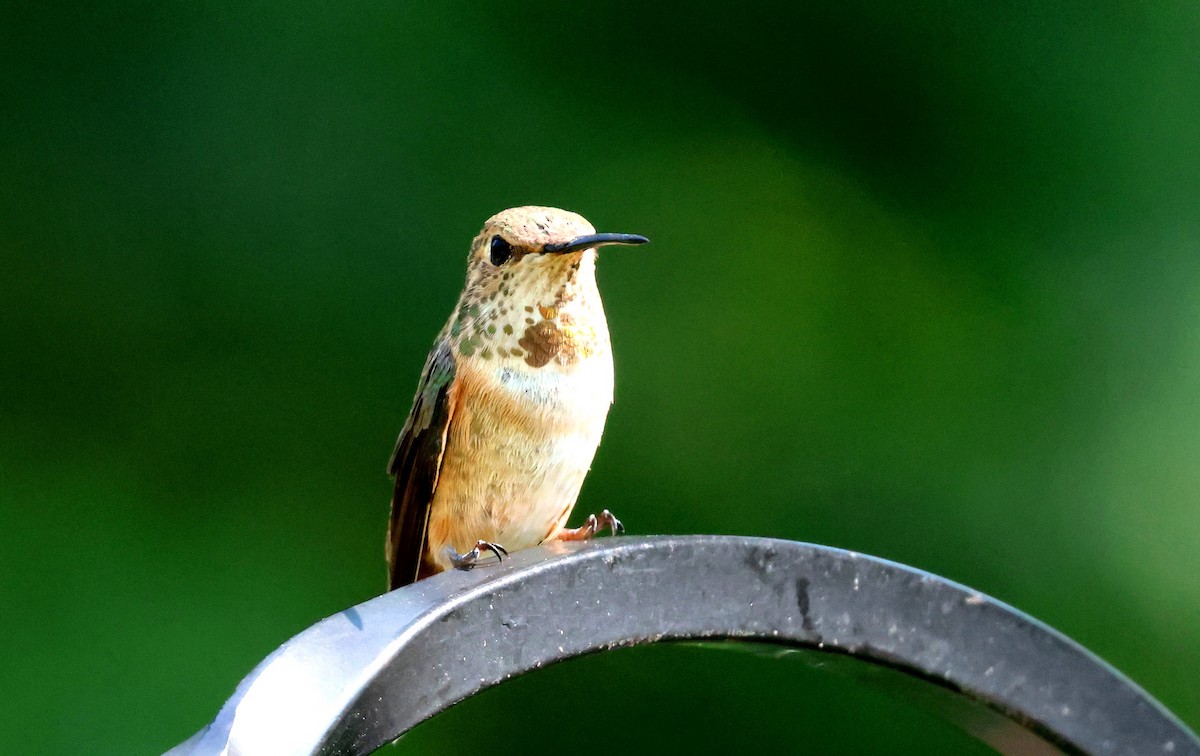 Rufous Hummingbird - ML639688722