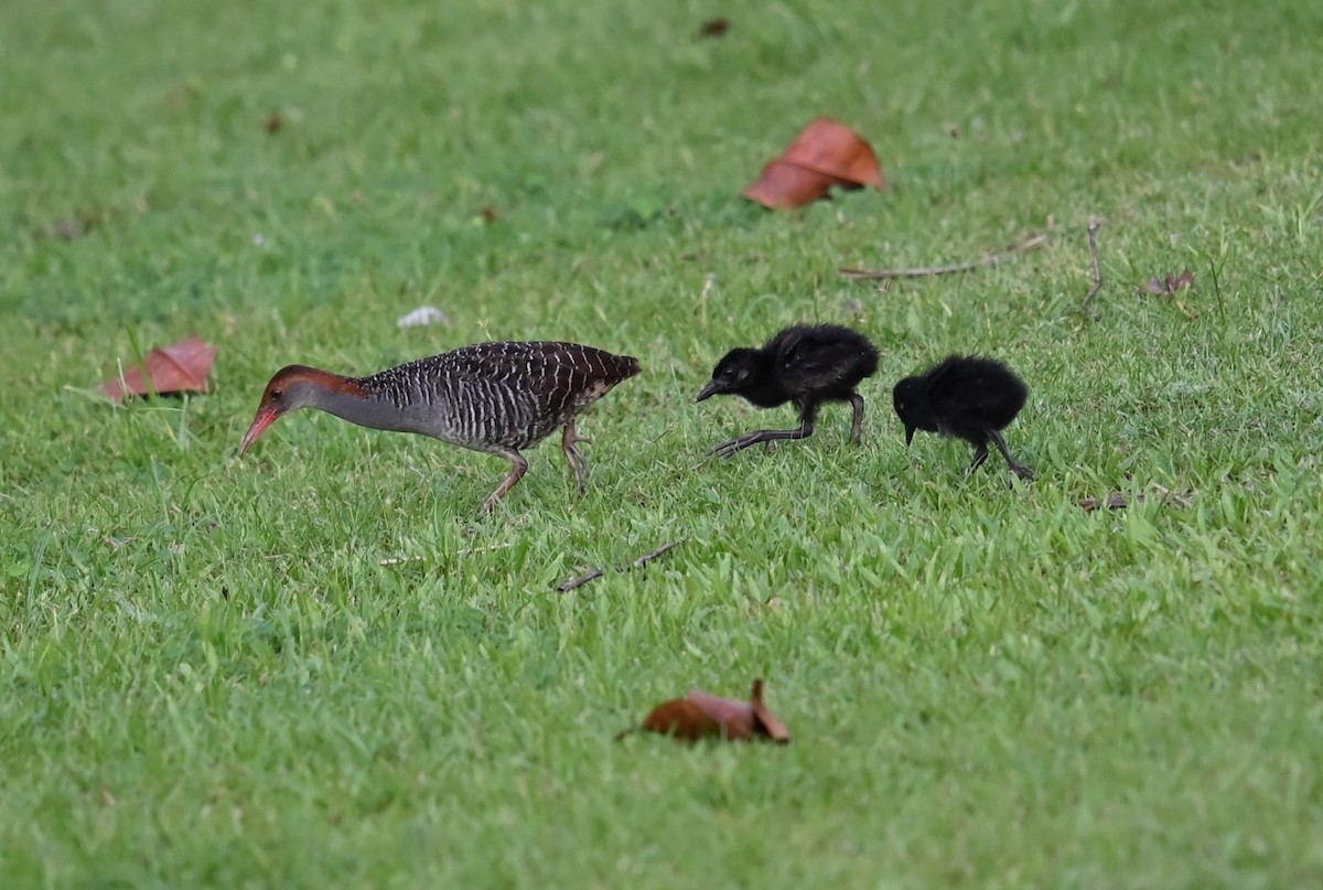 Slaty-breasted Rail - ML639688749
