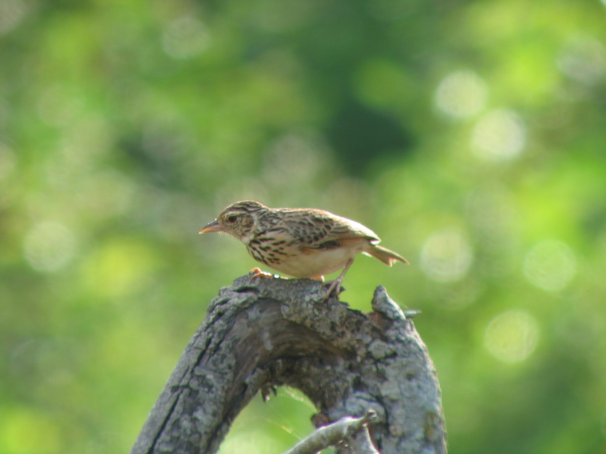 Jerdon's Bushlark - ML639688757