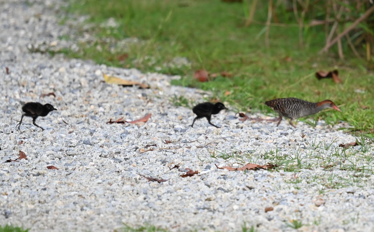Slaty-breasted Rail - ML639688762