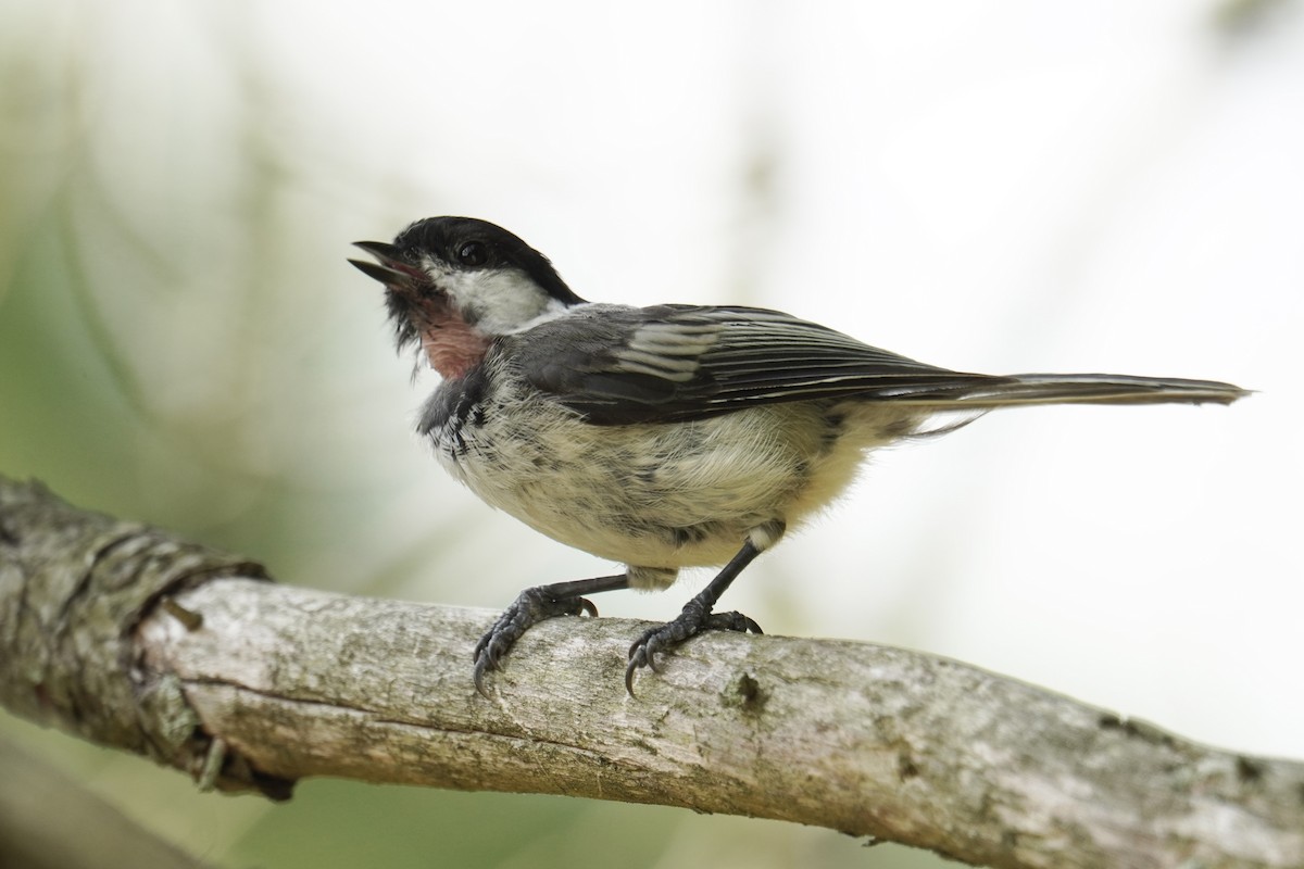 Black-capped Chickadee - ML639688766