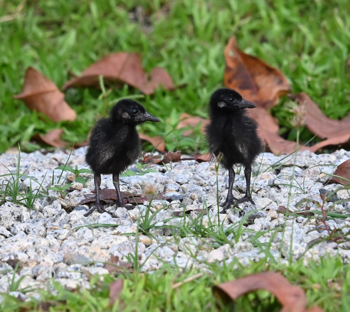 Slaty-breasted Rail - ML639688770