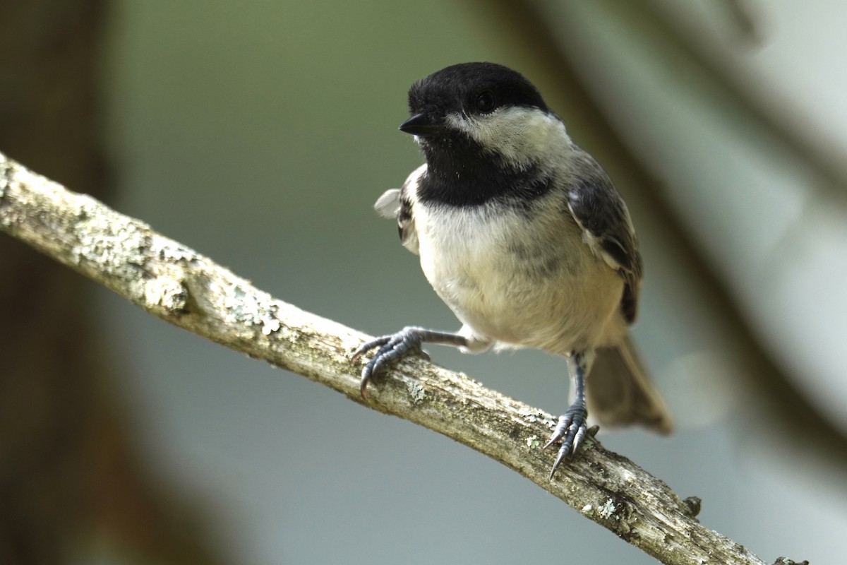 Black-capped Chickadee - ML639688788