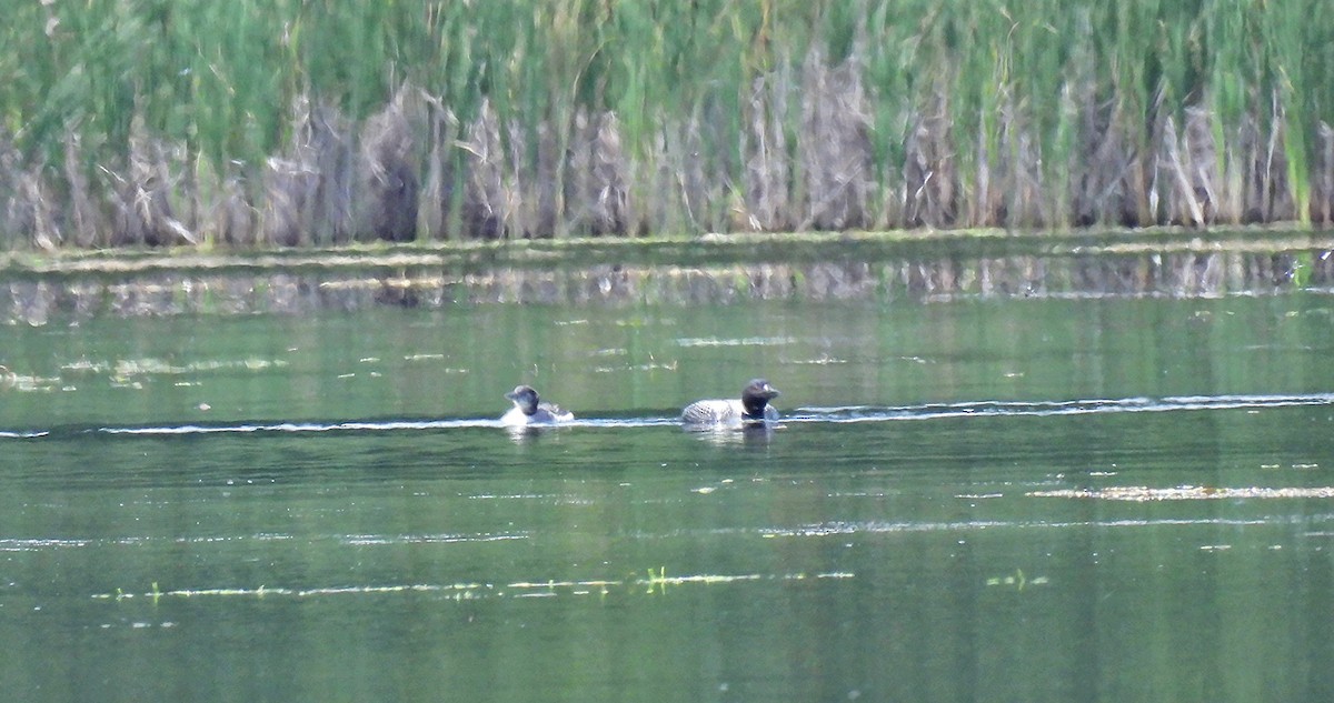 Common Loon - ML639688789