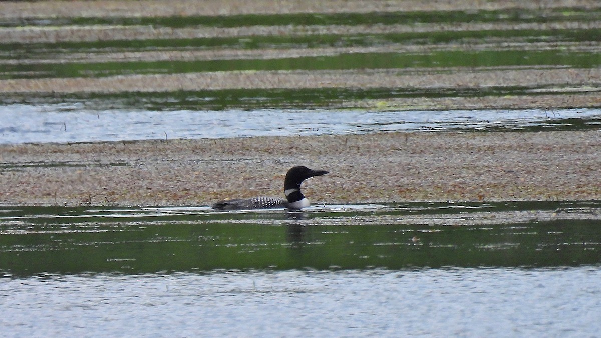 Common Loon - ML639688790