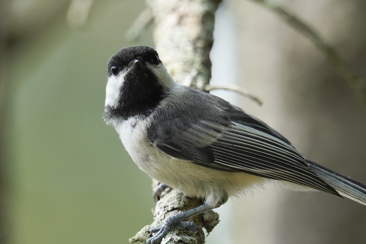 Black-capped Chickadee - ML639688794