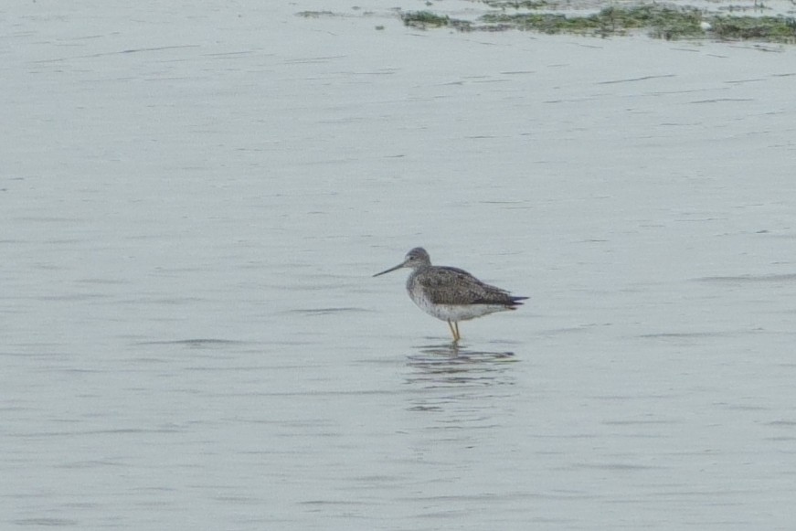 Greater Yellowlegs - ML639688798