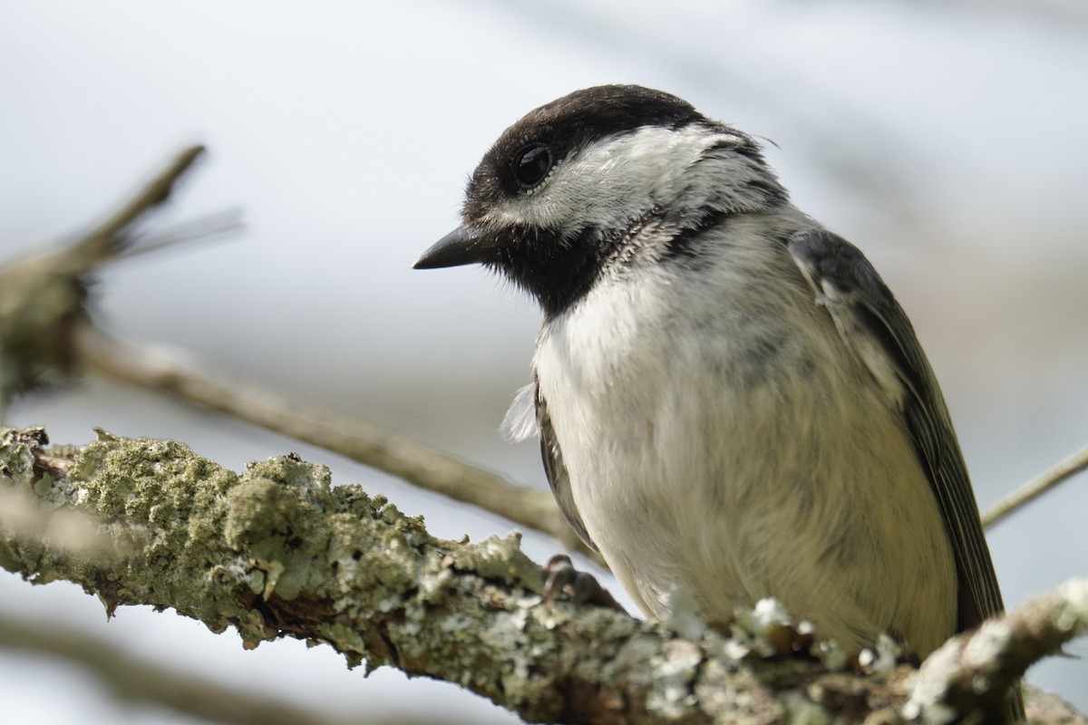 Black-capped Chickadee - ML639688799