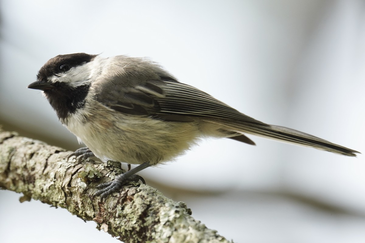 Black-capped Chickadee - ML639688803