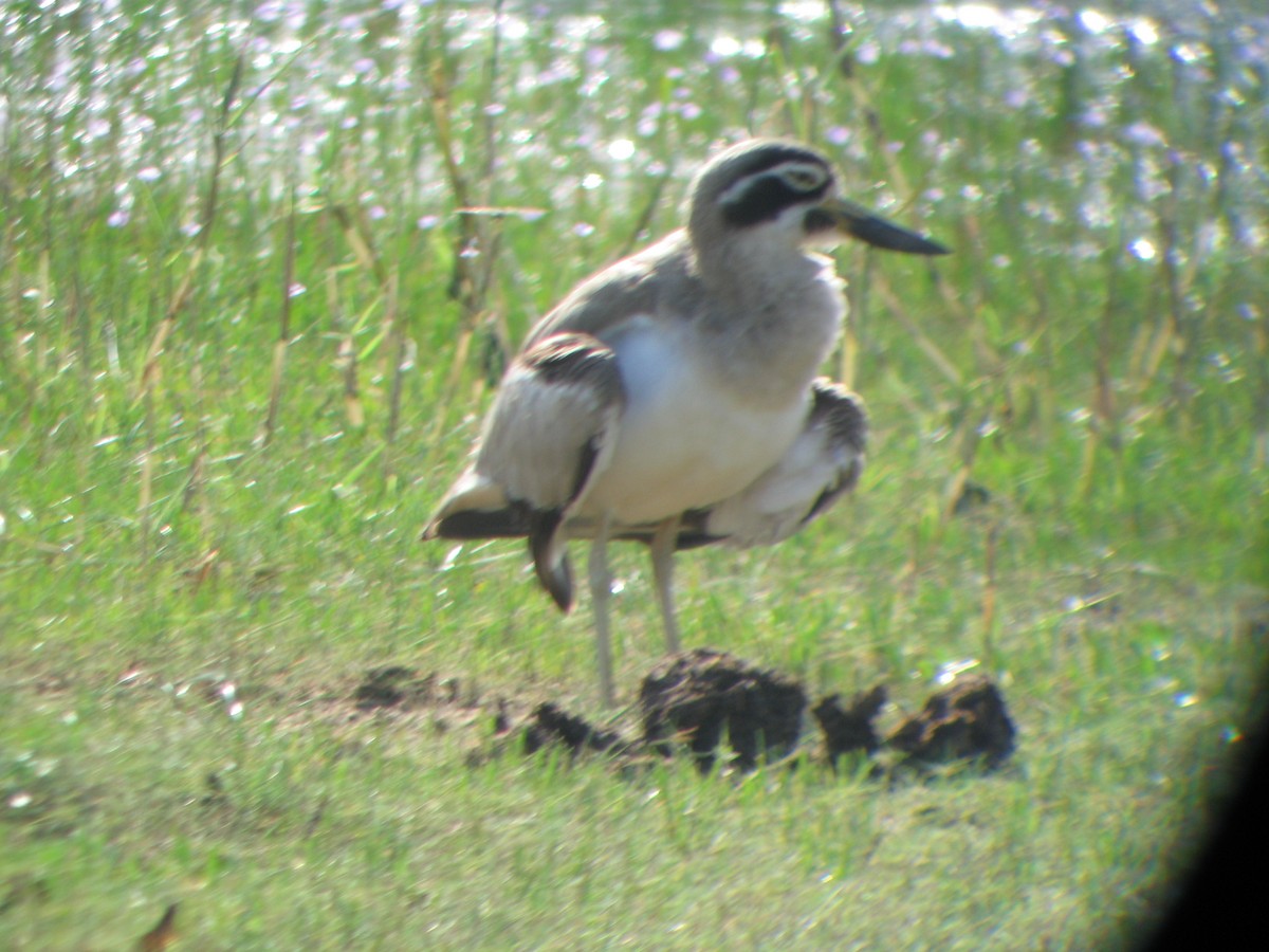 Great Thick-knee - ML639688847