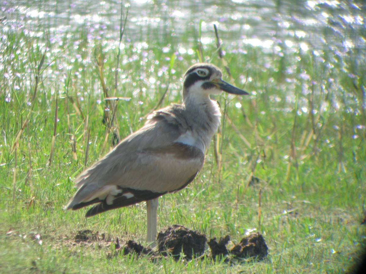 Great Thick-knee - ML639688848