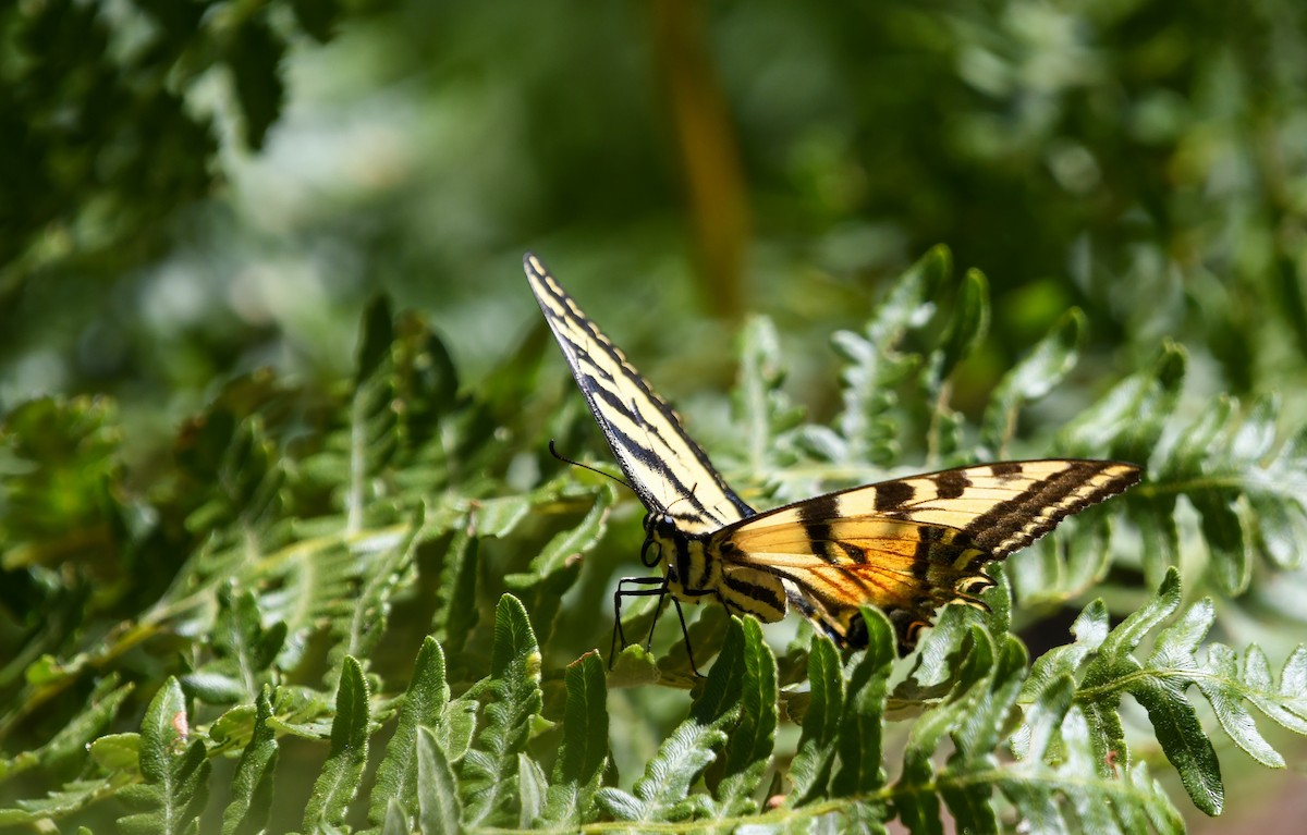 Western Tiger Swallowtail - ML639688850