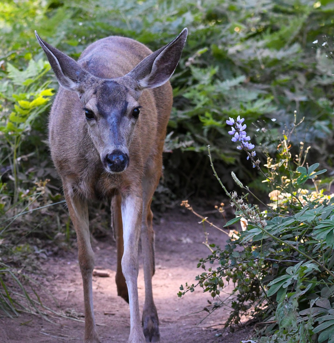 California Mule Deer - ML639688851