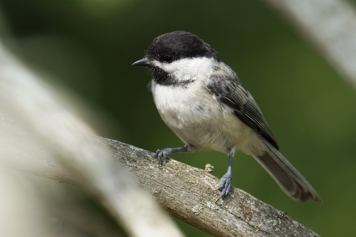 Black-capped Chickadee - ML639688855