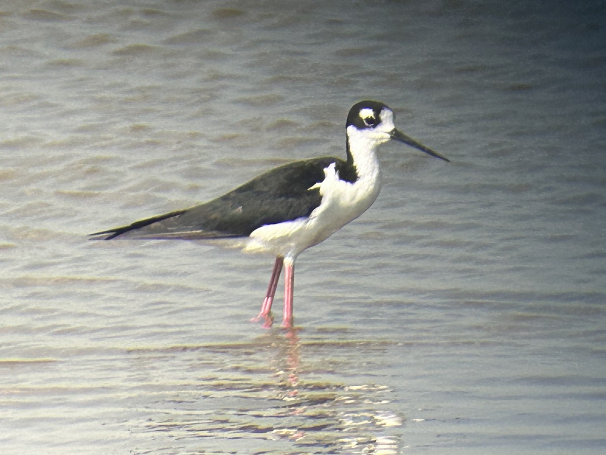 Black-necked Stilt - ML639688879