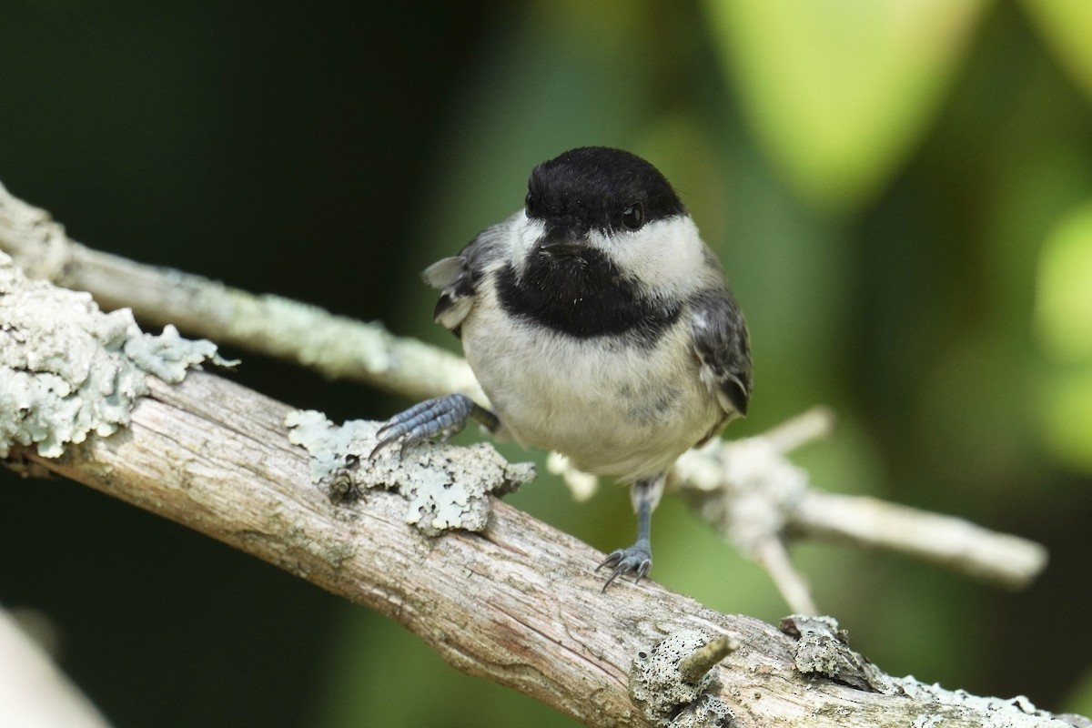 Black-capped Chickadee - ML639688885