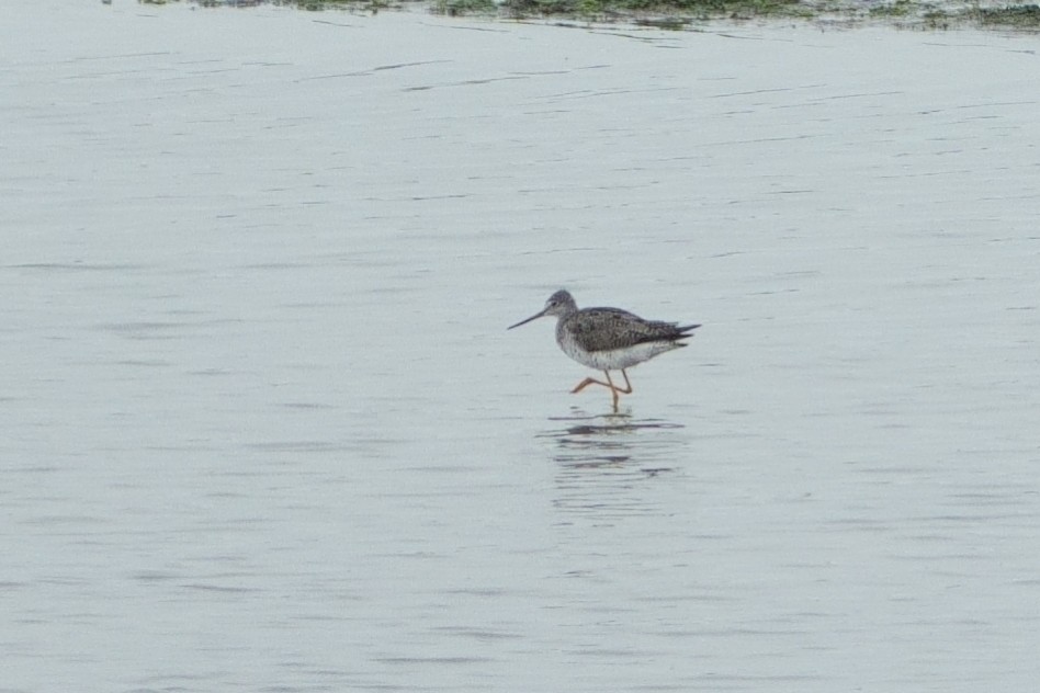Greater Yellowlegs - ML639688889