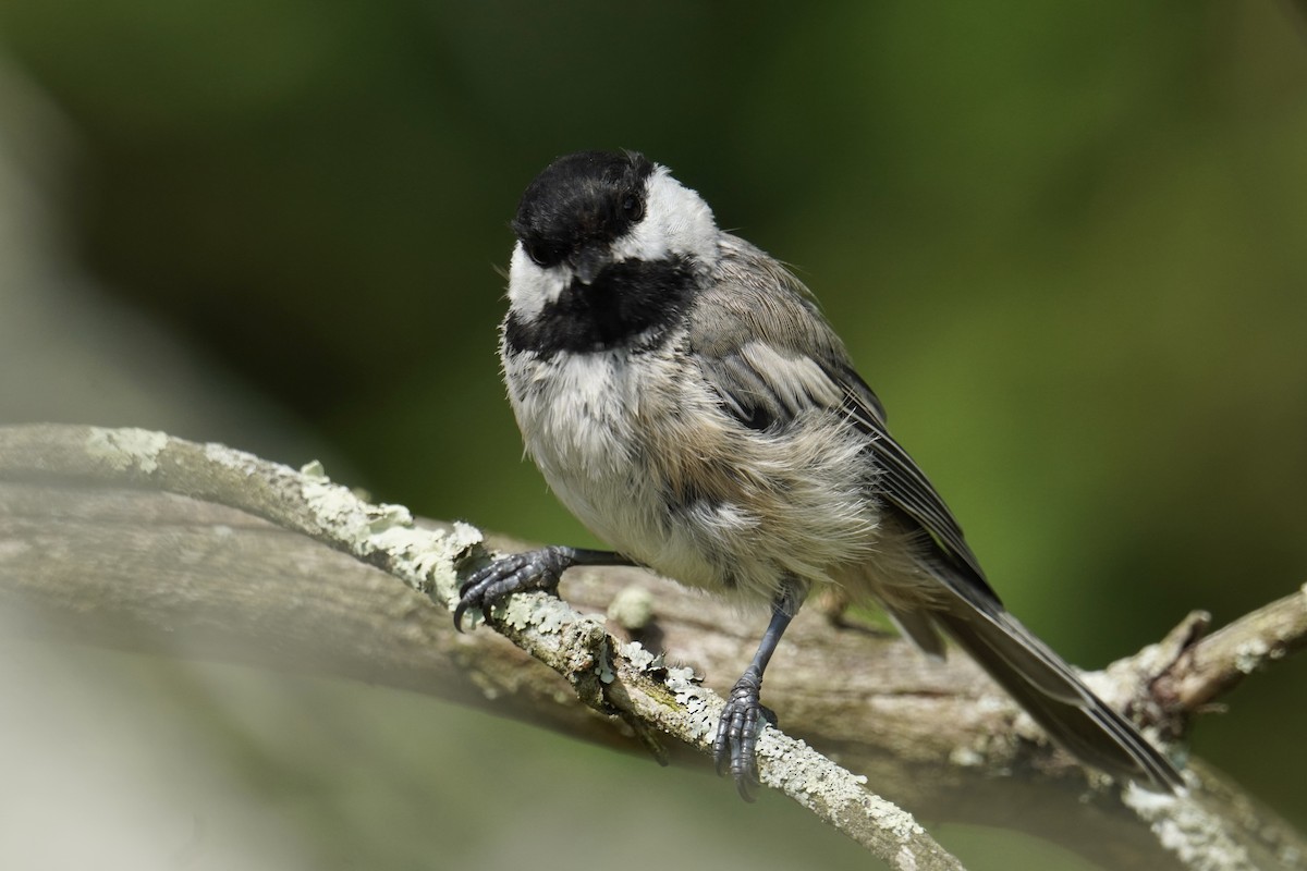 Black-capped Chickadee - ML639688894