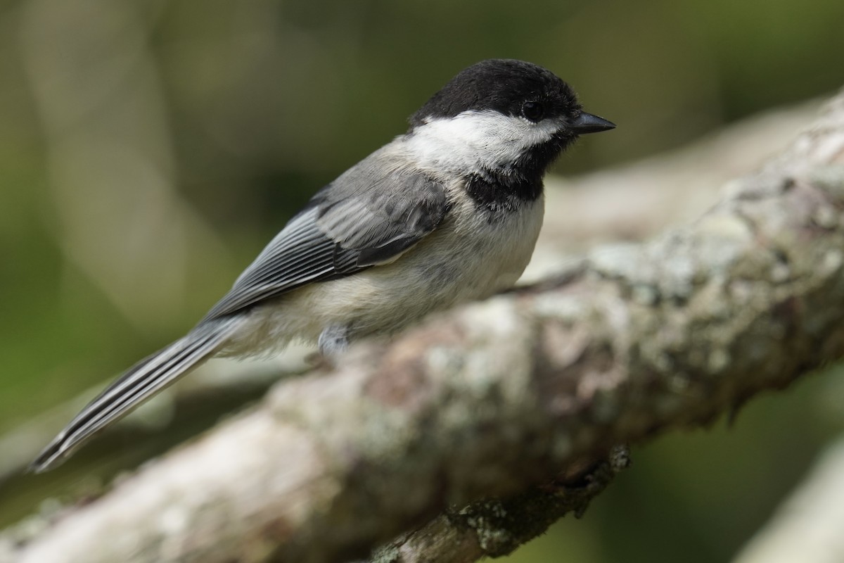 Black-capped Chickadee - ML639688913