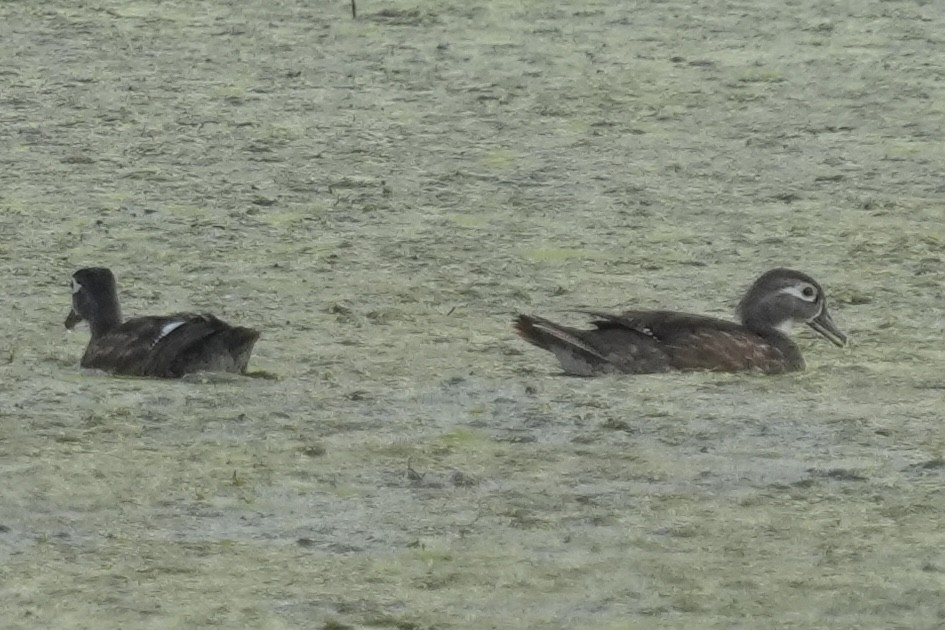 Wood Duck - ML639688915
