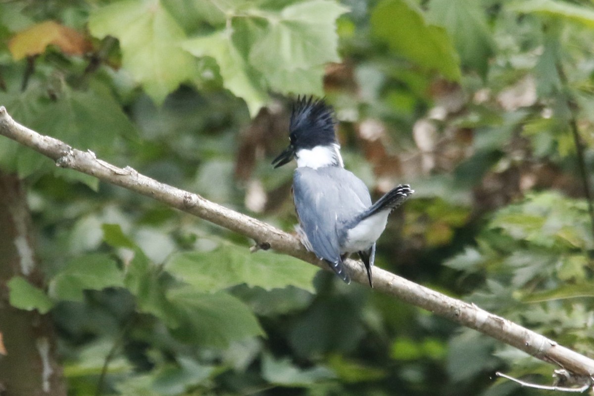 Martin-pêcheur d'Amérique - ML639688926