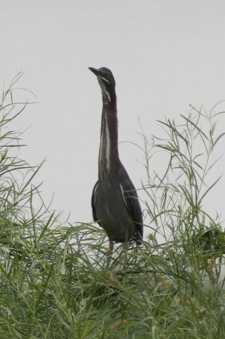 Green Heron - ML639688932