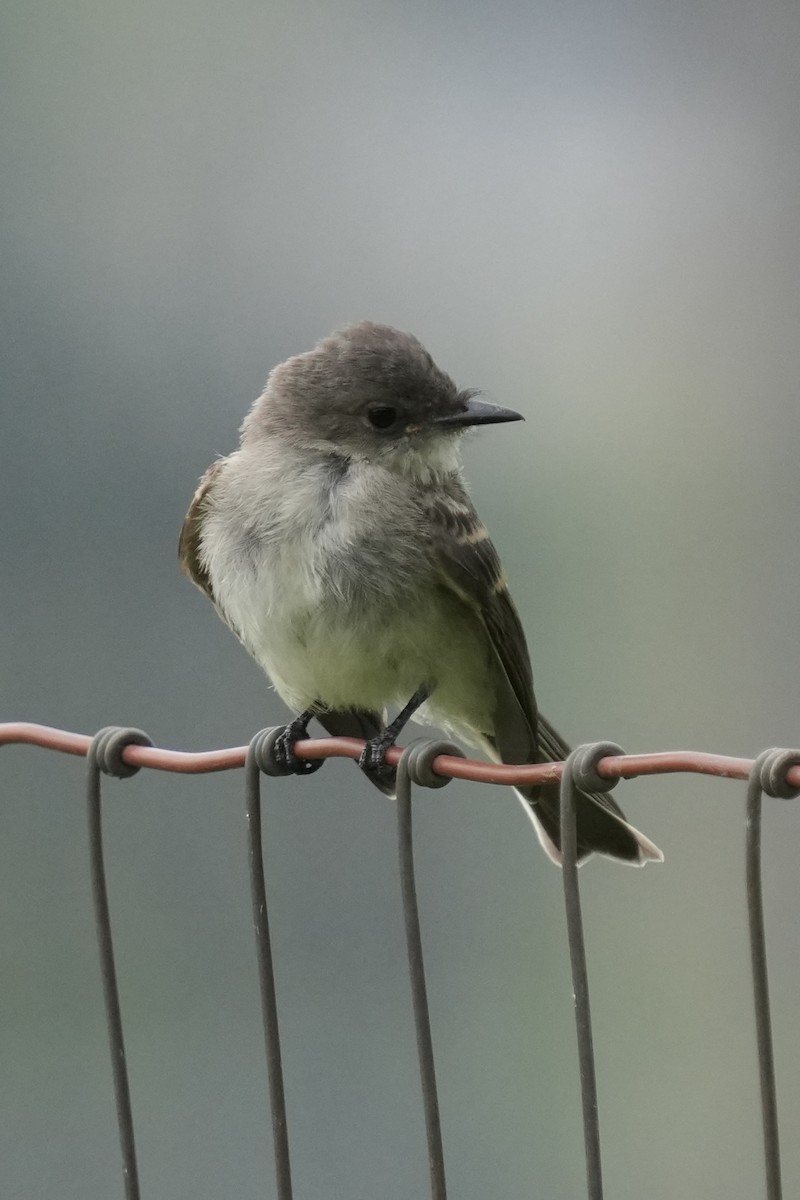 Eastern Phoebe - ML639688946