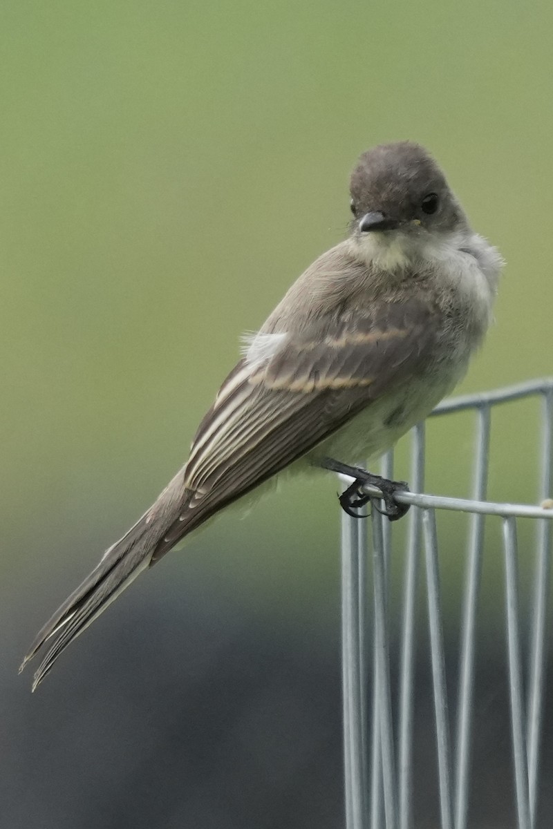 Eastern Phoebe - ML639688947