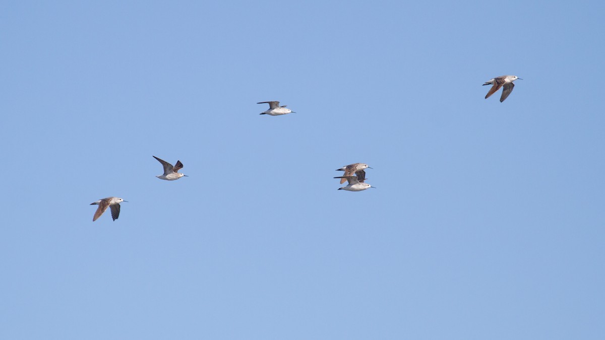 Phalarope de Wilson - ML639688985