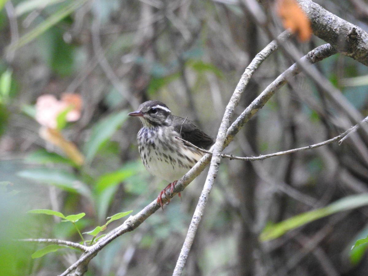 Смугастоволець білобровий - ML639689006