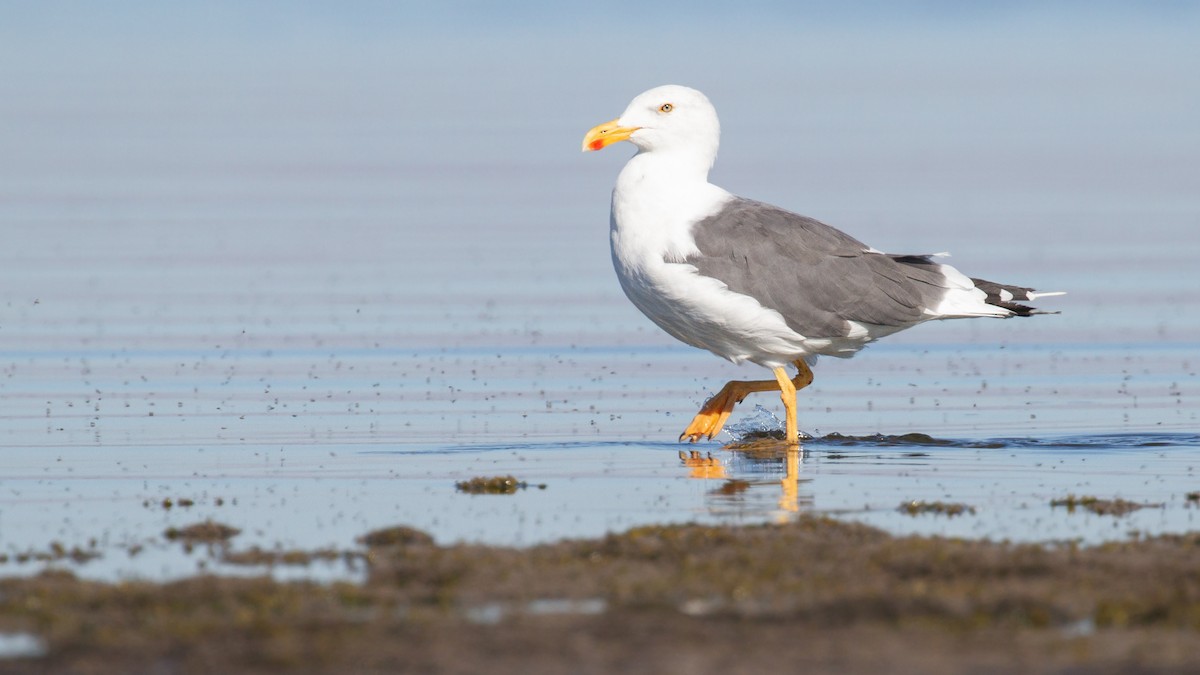 Yellow-footed Gull - ML639689011