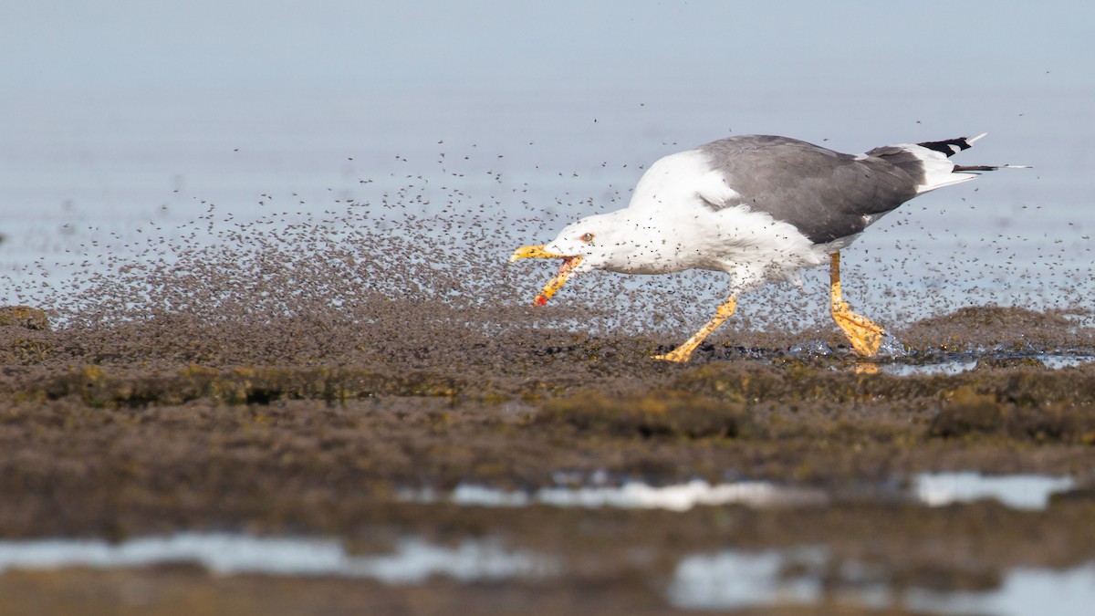 Yellow-footed Gull - ML639689020