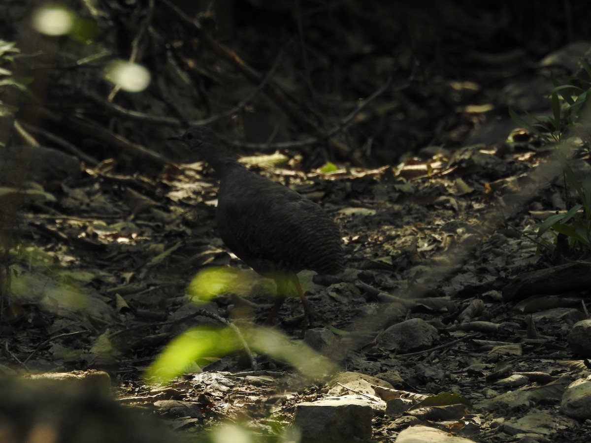 Thicket Tinamou - ML639689106