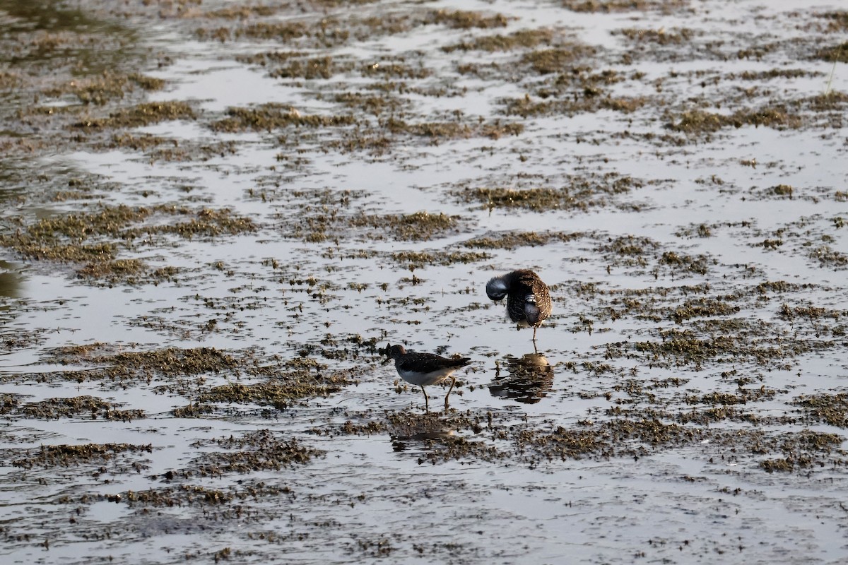 Solitary Sandpiper - ML639689151