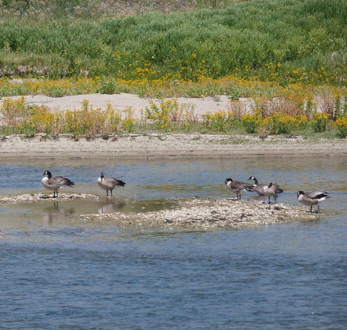 berneška velká - ML639689153